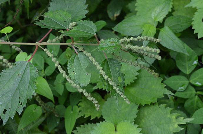这种野草长有毛刺会蜇人,却是治疗胃溃疡的良药,还有降血糖作用