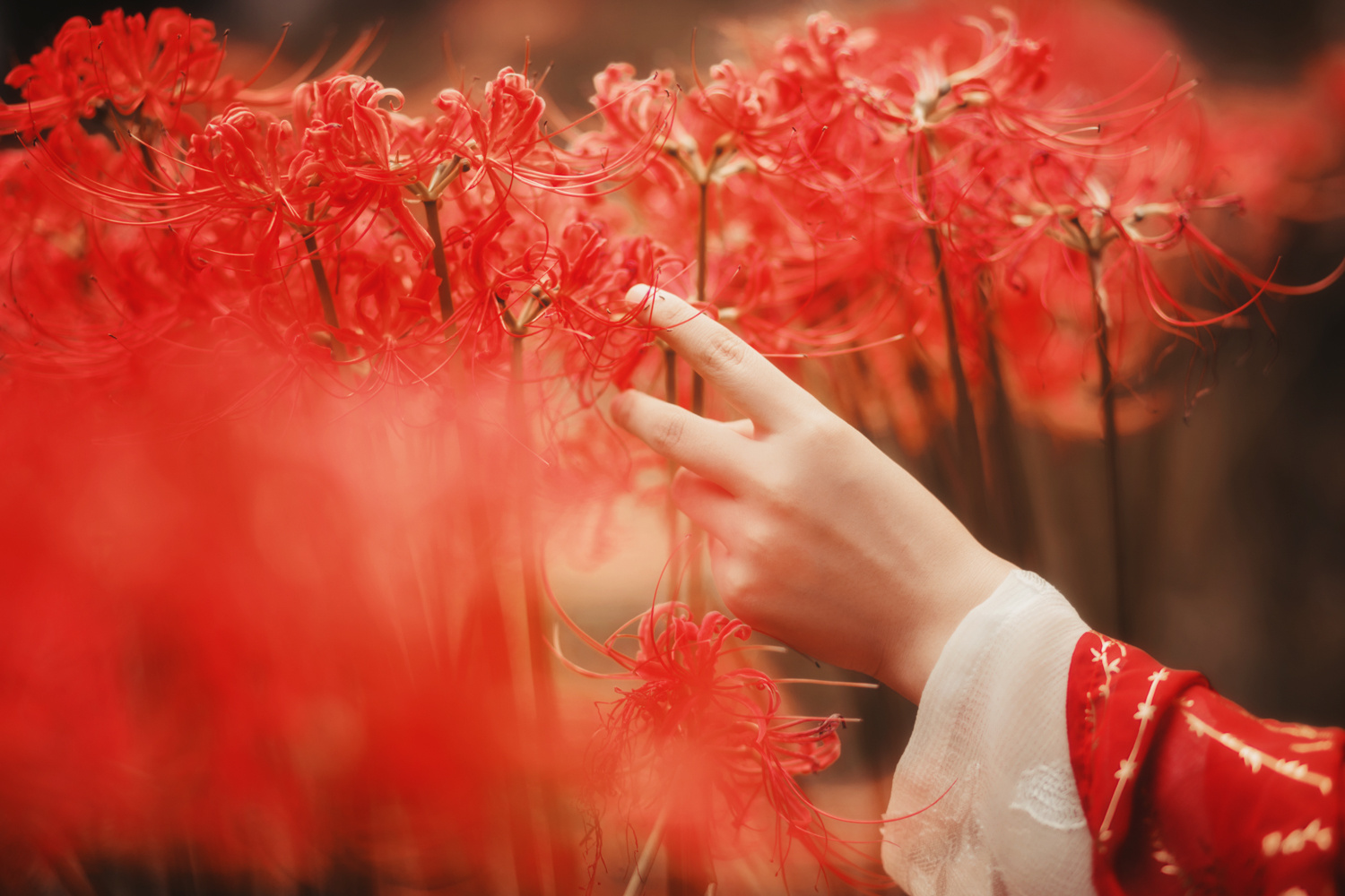 彼岸花壁纸 古风 凄美图片