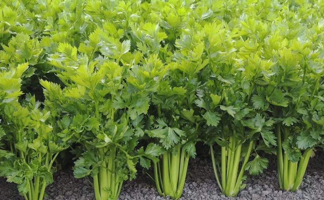 芹菜- 热门商品专区