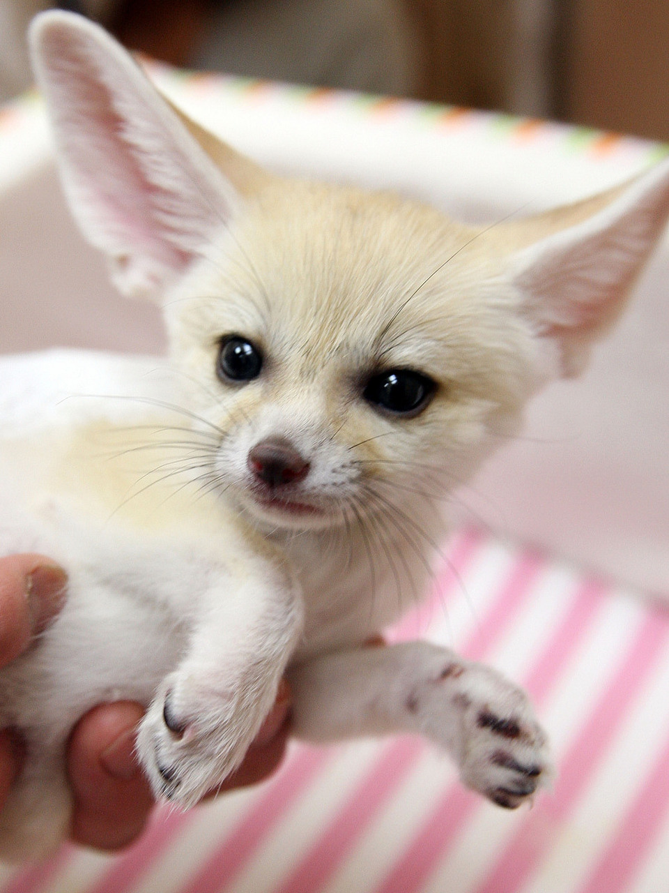 很多人养猫养狗,为什么很少人养狐狸当宠物呢? 哎呀呀,你知道吗?