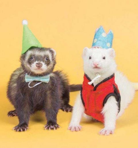 暖心!美国夫妇用雪貂卖萌照做日历,只为了帮助患病的女孩