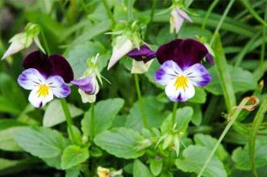 一种"野黄瓜"很珍贵,茎叶细软开紫花,价值高很多人不识货