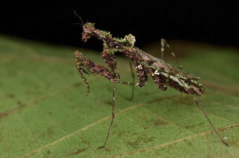 拟苔藓竹节虫. moss mimic stick insect