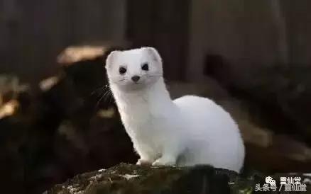 说说出马仙之仙门里的难处