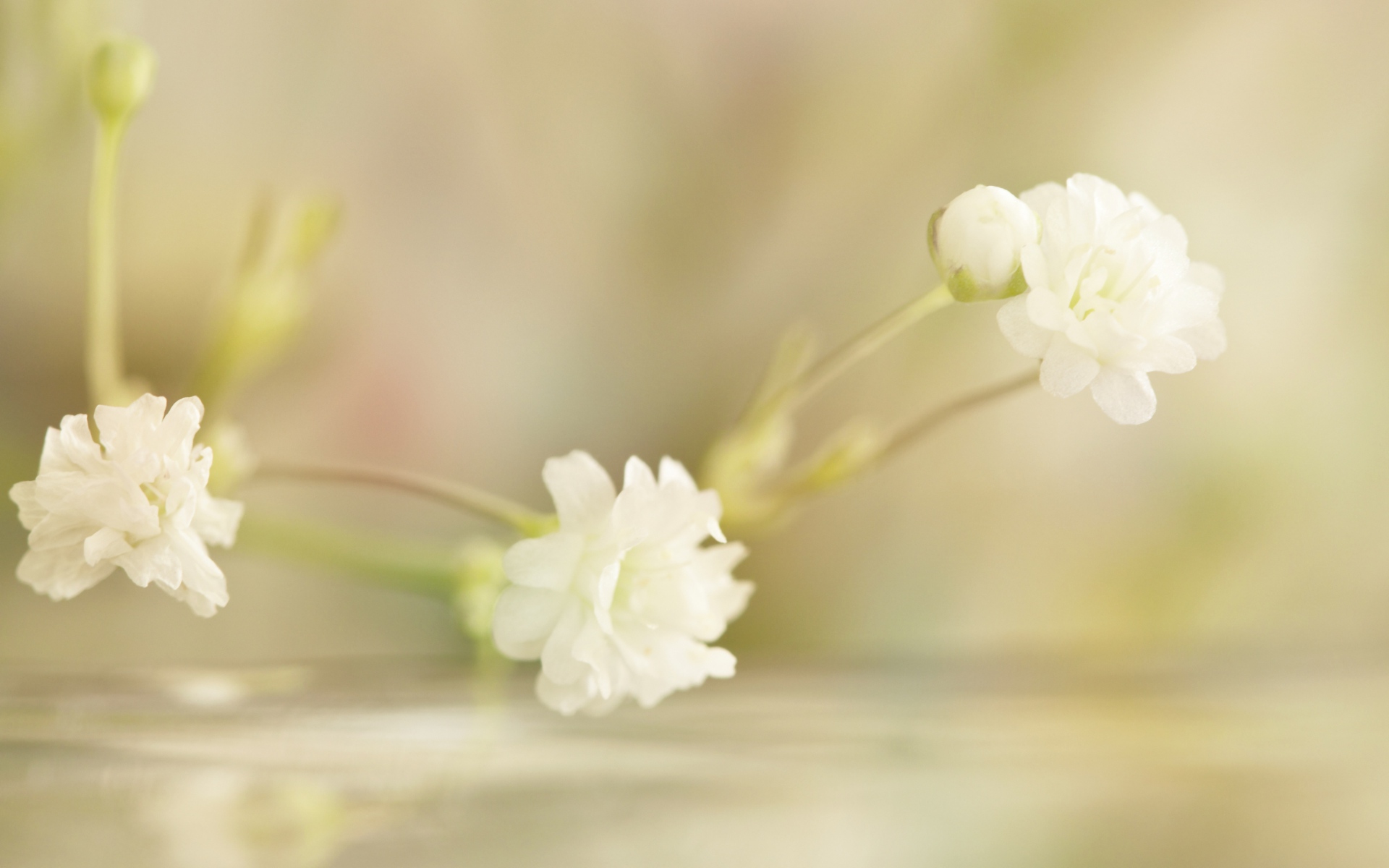 十二生肖中有这四个生肖,一月比一月富有,穷不过狗年!