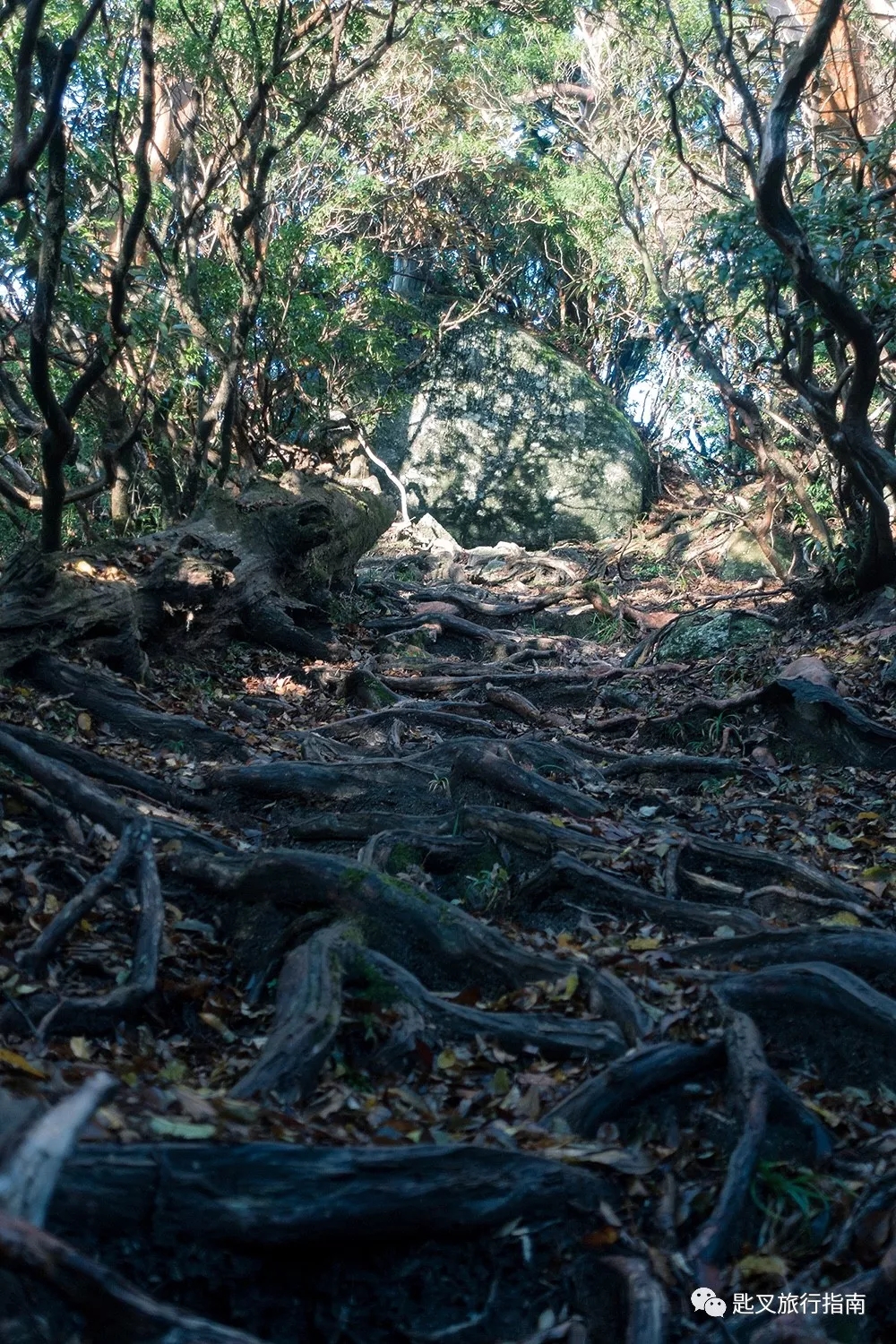 绳文杉树干周长达16.