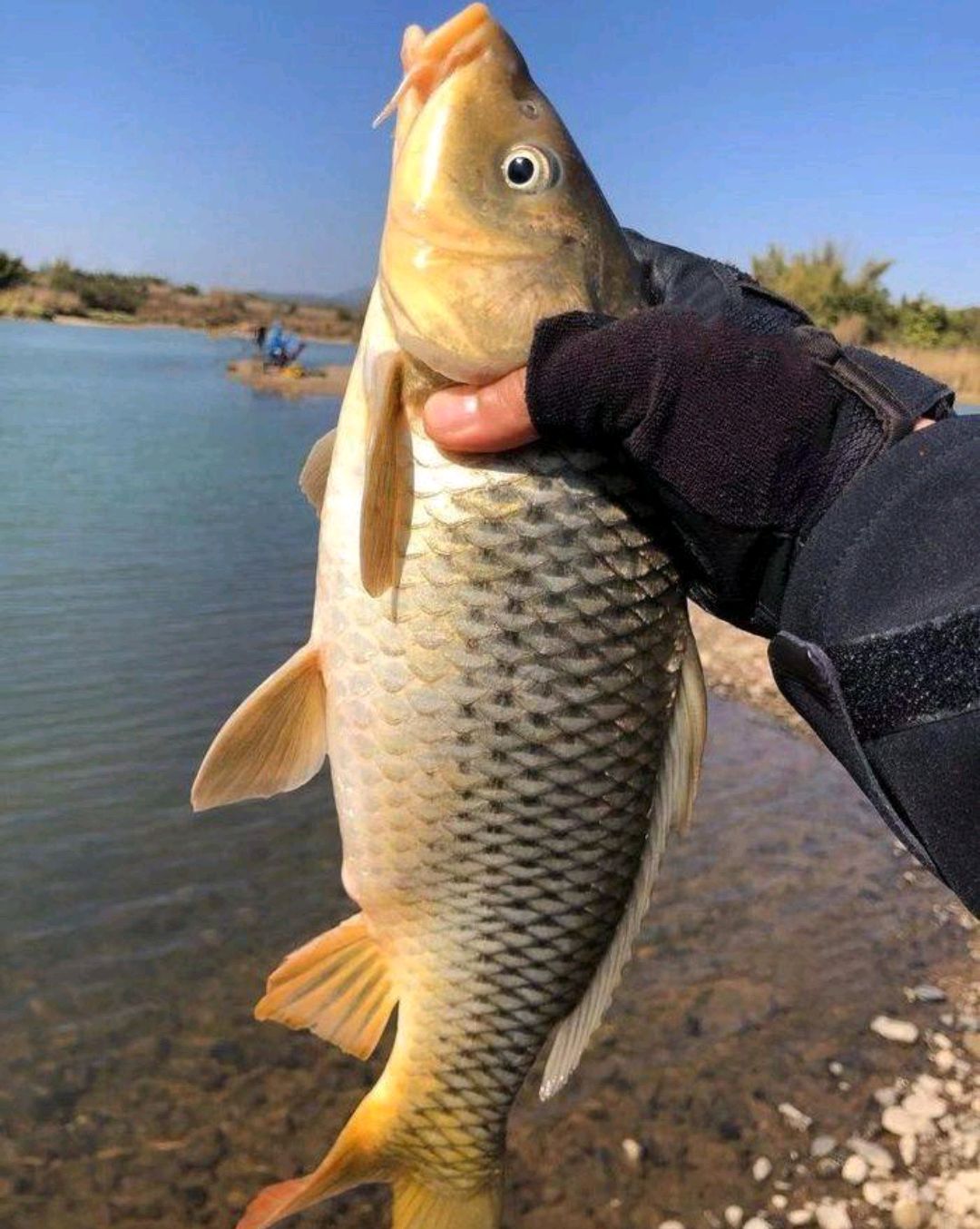 仲春"走钓"鲤鱼法,让你野钓不跑空