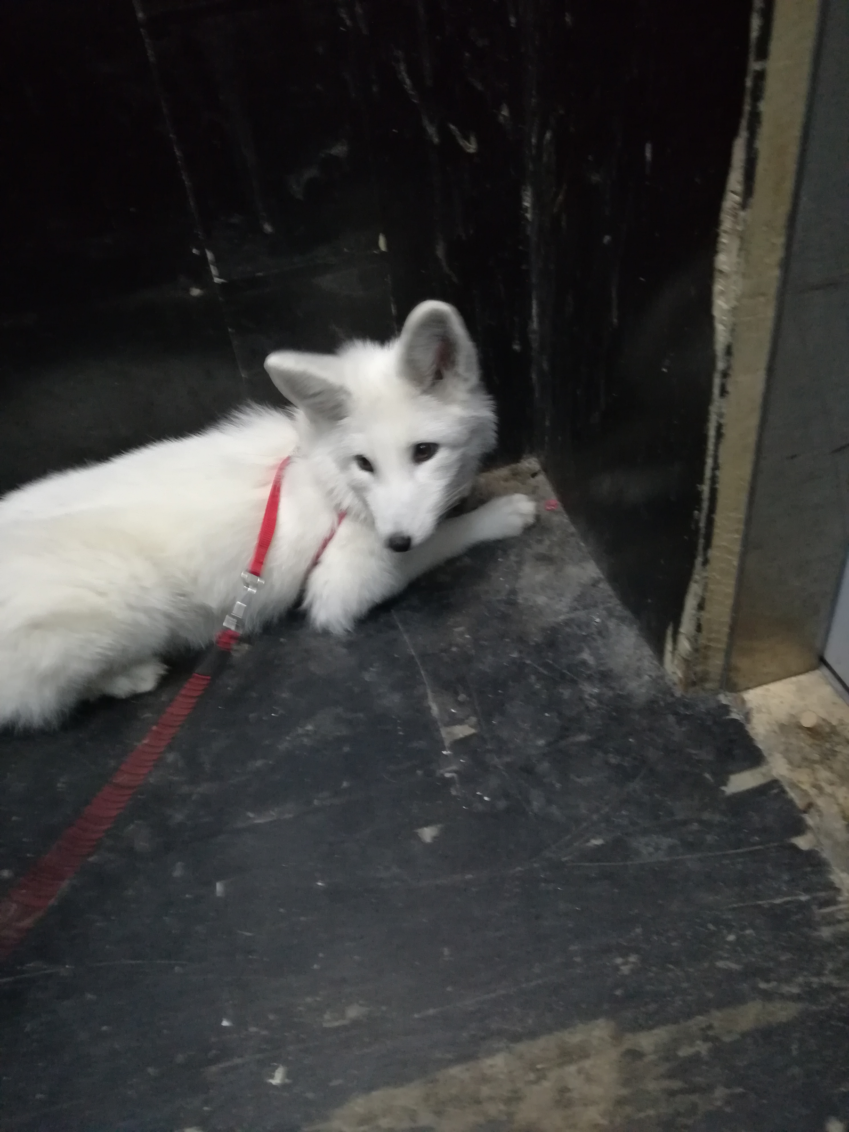 家里有只狐狸是什么样的感觉?