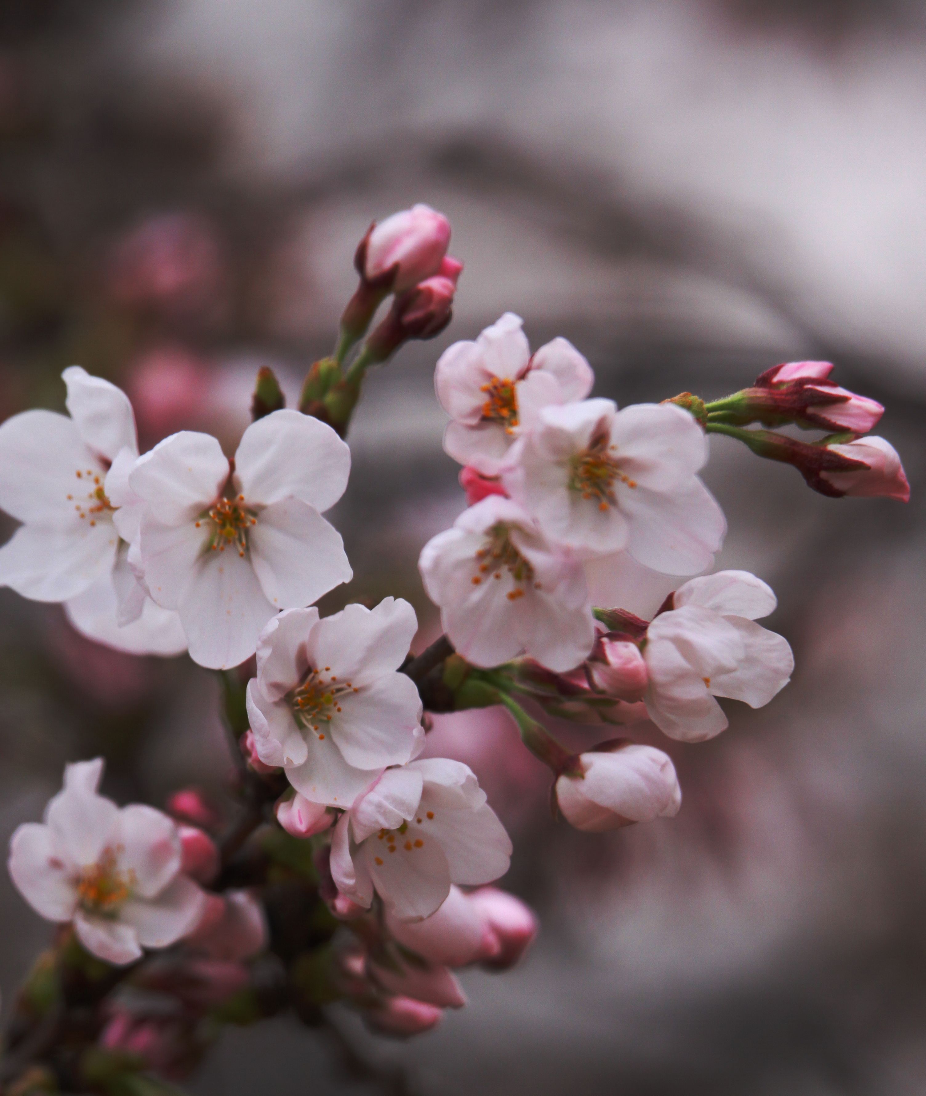 鹤壁樱花俏,笑迎宾客来!
