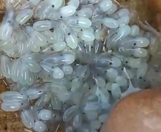 男子捕捉怀孕章鱼,章鱼卵一串一串像葡萄,把我愣住了