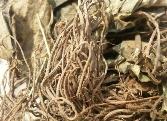 因此肾炎草是很多男性朋友最需要的一种药材,因为现在的社会,由于工作