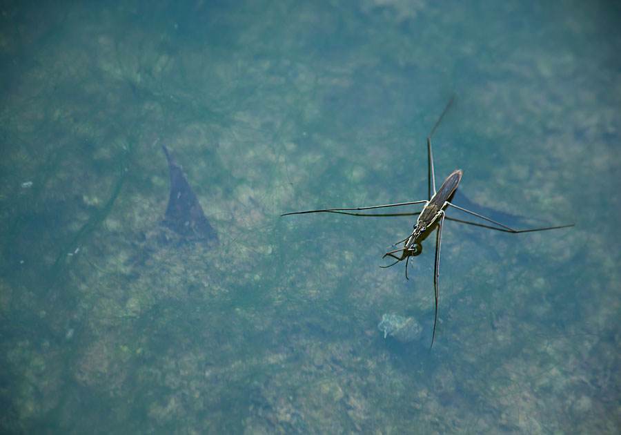 农村池塘雨后会有很多"水上漂"的昆虫,为啥被叫做卖香油的