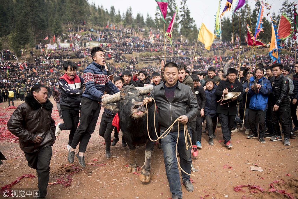 贵州从江举行斗牛活动迎新春