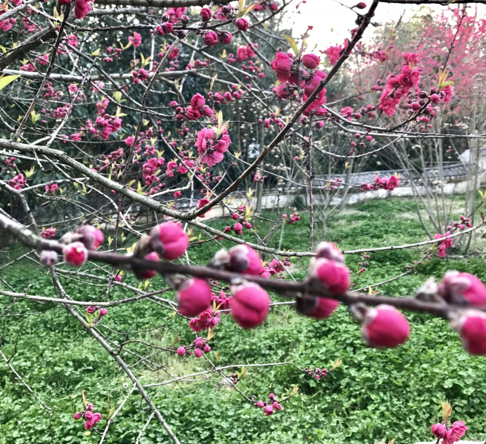 春暖花開,去花鄉茶谷看南極紅邂逅桃花運