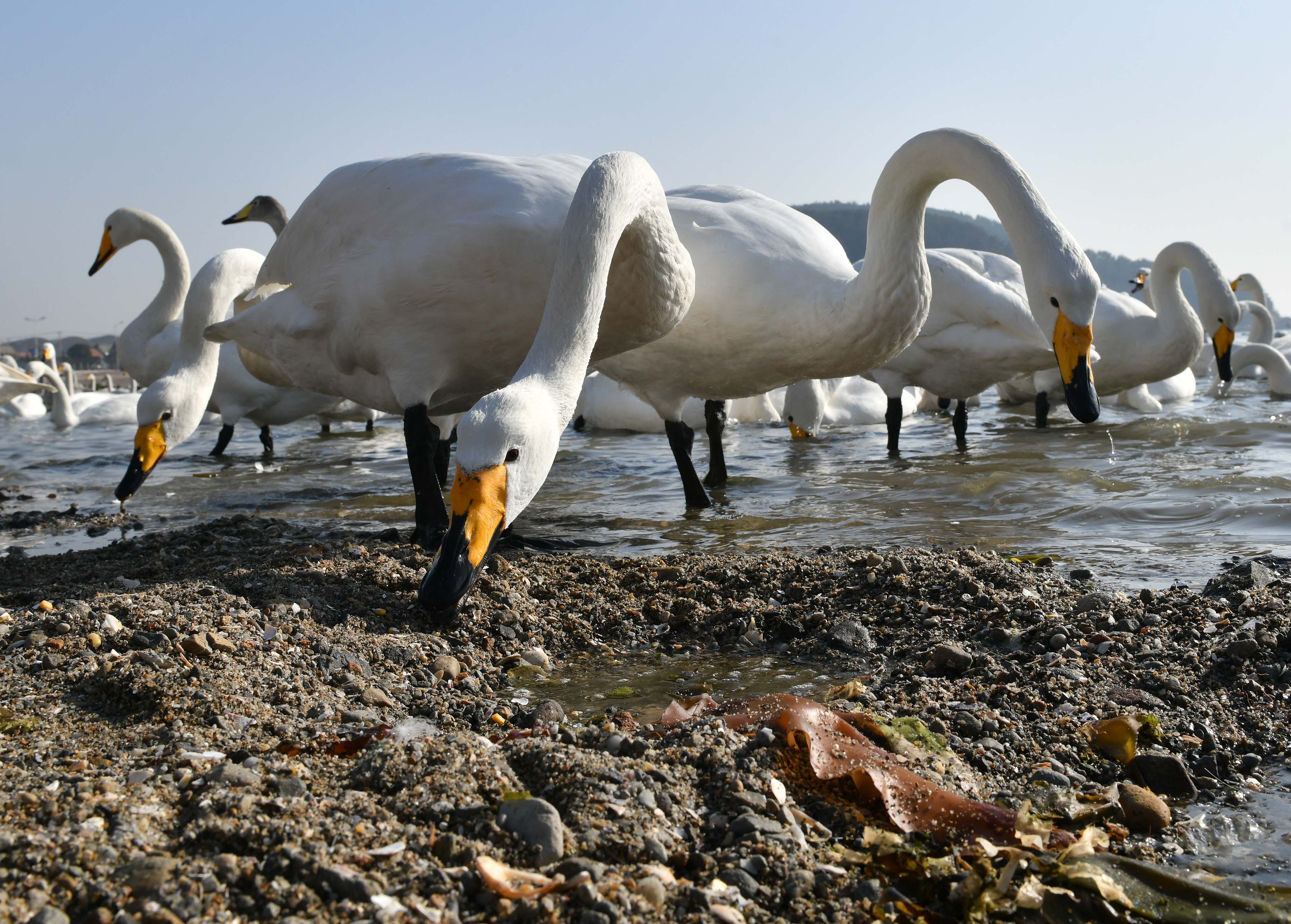 美丽的天鹅海湾