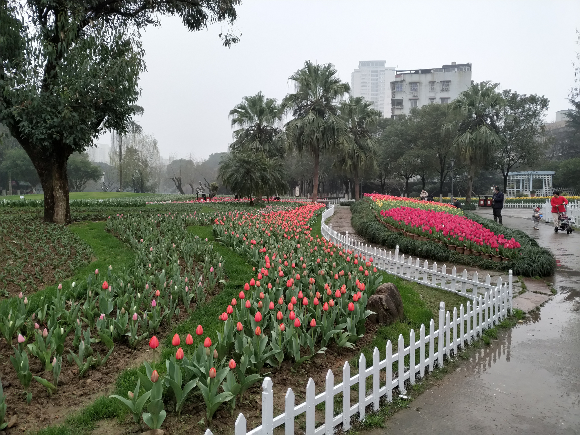 溫州我最常去的公園,數萬株鬱金香,可惜今年看不到了!