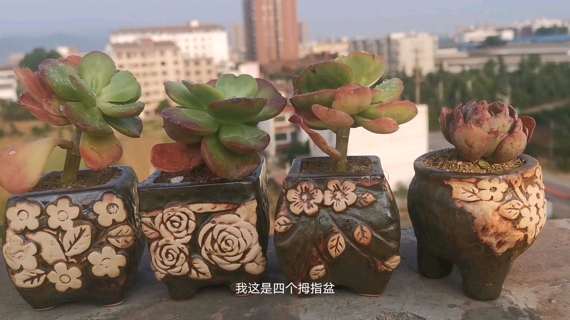 趁天黑之前,赶快种几盆多肉,真是掉进肉坑深似海