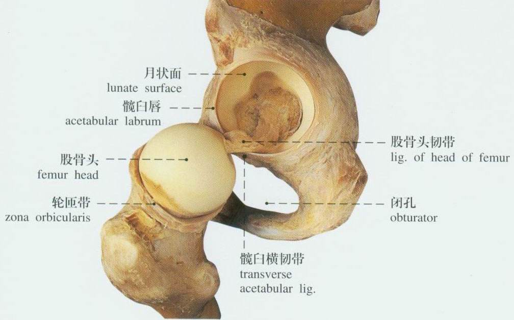 狗骨盆的结构图图片