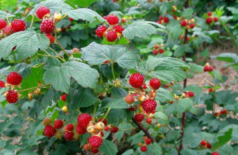 山上一"野草莓",每年春季结果,小时吃到牙酸,如今花钱买不到