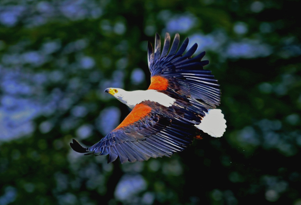 你真的了解马达加斯加海雕吗?给大家科普一下