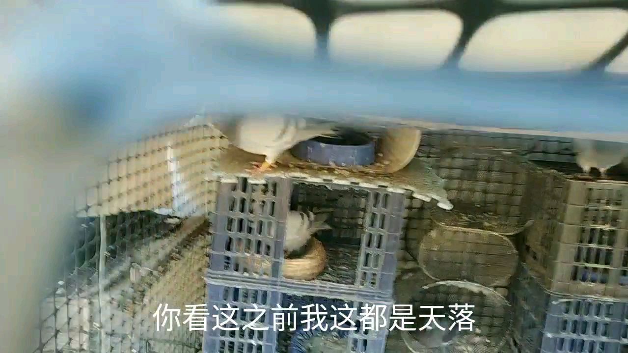 如何挑选好天落鸽你知道吗?