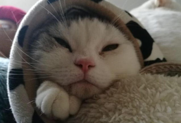 猫咪裹被子里睡觉,另一只猫没有察觉,顺势倚在它身上:舒服