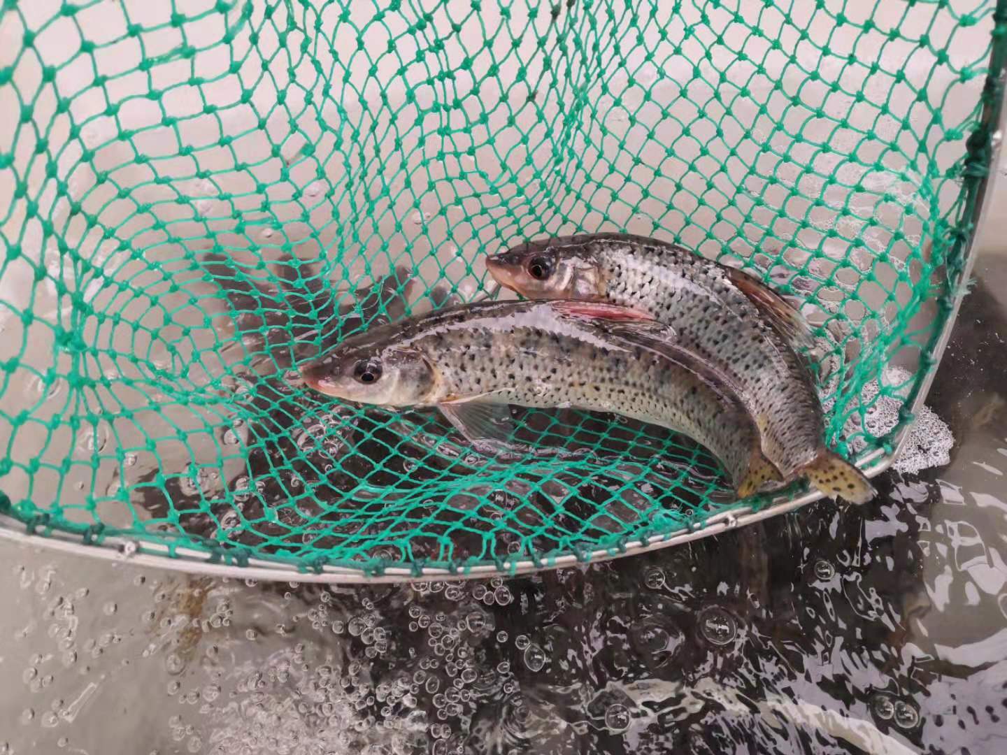 舌尖上的骆马湖--杂鱼"一锅鲜"