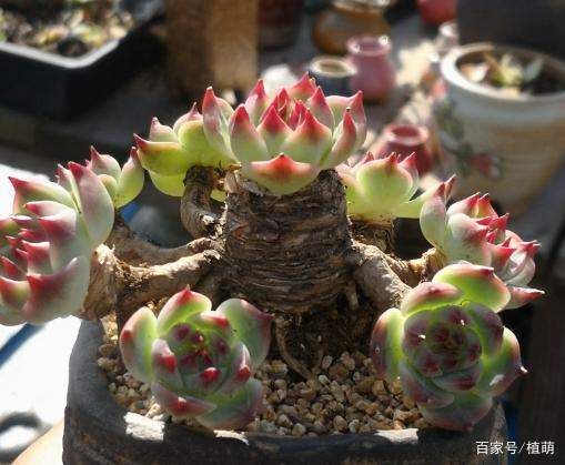 据说这颗吉娃莲控养5年以上,才养出这样的老桩和多头,状态很棒