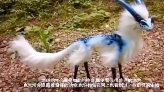 大千世界无奇不有,世界最奇特的七种动物,中国占三个!