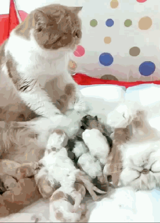 壁纸 动物 猫 猫咪 小猫 桌面 560_778 竖版 竖屏 手机 gif 动态图 动