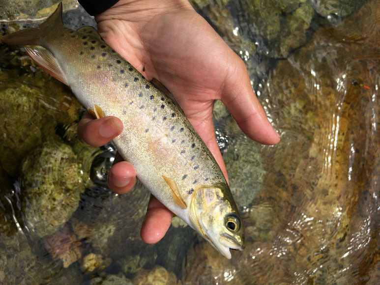 提起水产品,人们自然都喜欢生猛海鲜,也有的喜欢大马哈鱼的肥嫩