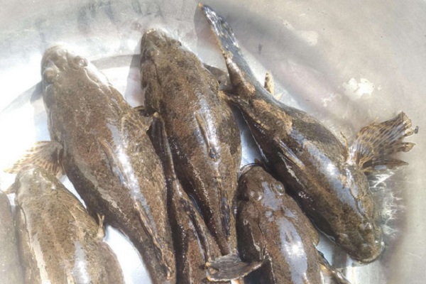 农村这种食肉鱼,俗称四不像,刺少肉多,现价格可达上百元一斤!