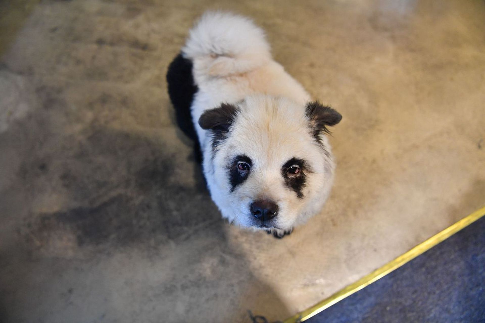 泰州动物园现熊猫犬!