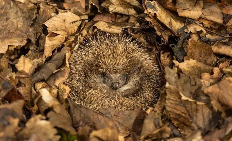 动物冬眠大揭秘,松鼠睡的这么死,烤了好久才动弹!
