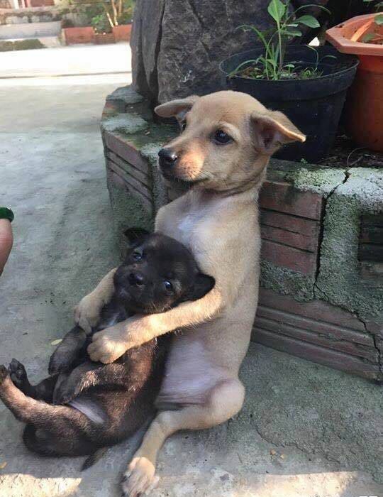 小狗与大狗,出门手牵手