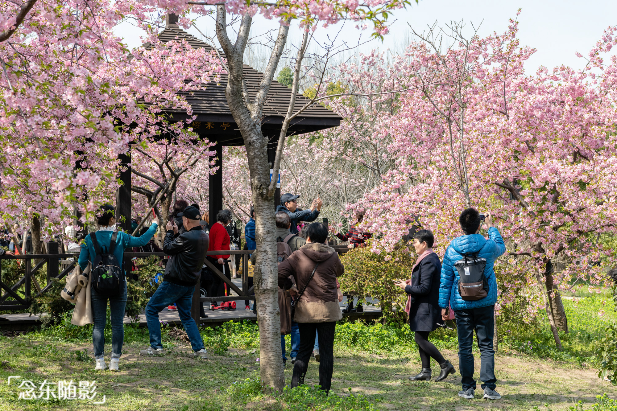 樱花开了!上海顾村公园繁花满枝头,赏樱好去处