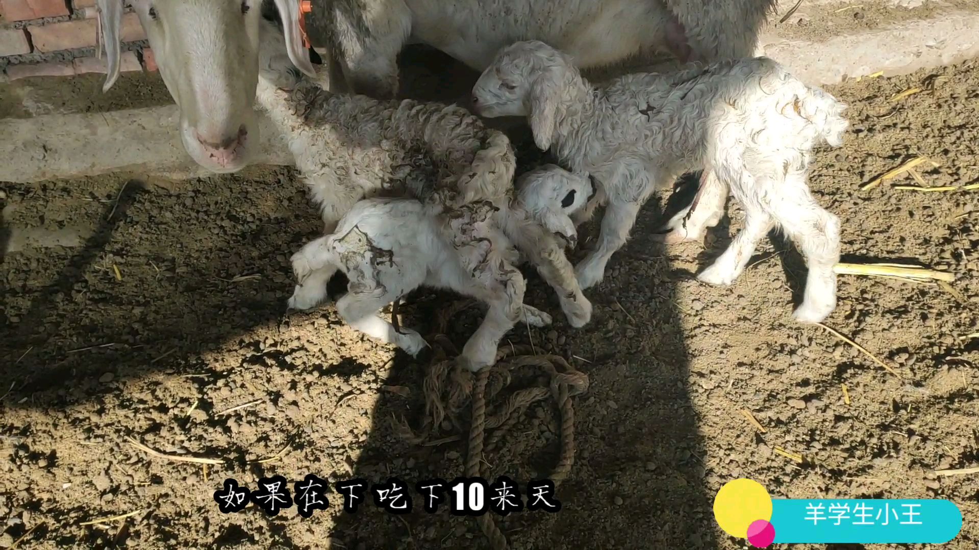 小王山东抓的湖羊产下3只小羊羔,这是杜湖杂交吗?