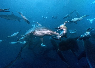 鲨鱼鲸鱼海豚围捕巨大沙丁鱼群,场面震撼