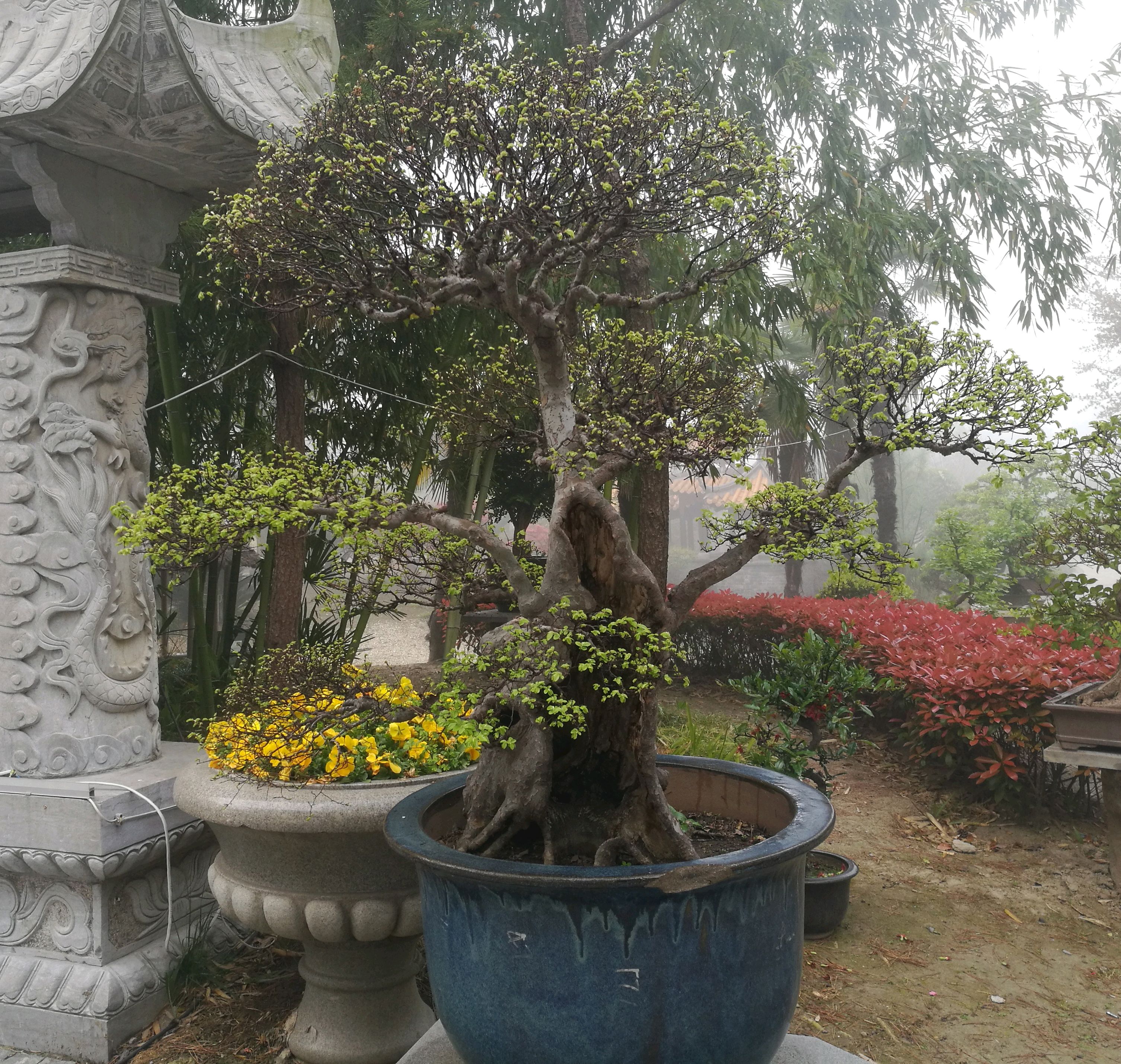 清明节后,观赏如皋的榆树盆景.