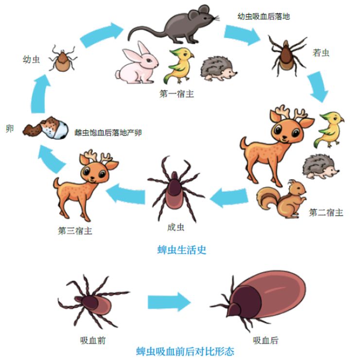 布鲁氏菌病是什么病图片