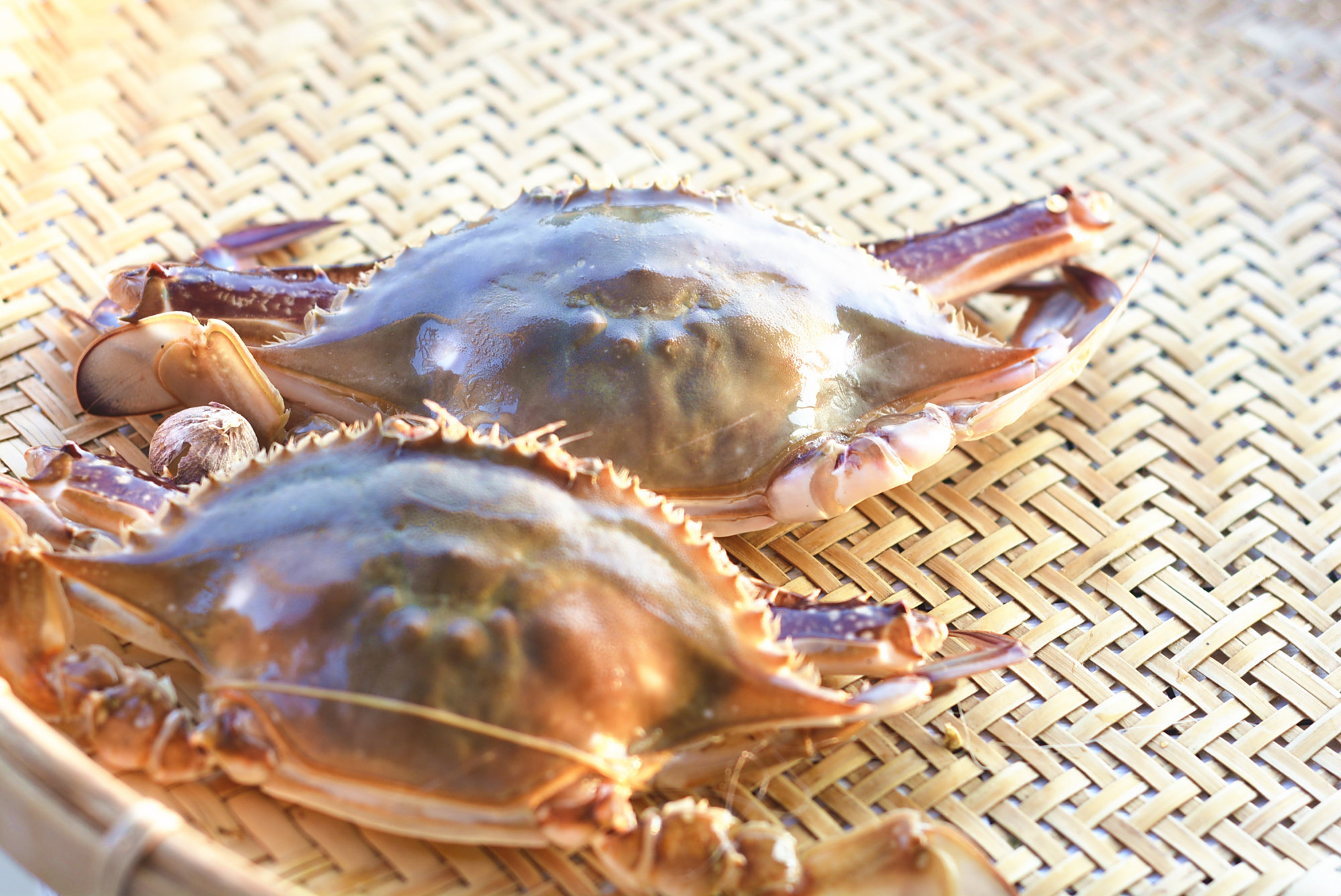 舟山梭子蟹大量上市,下面5个方法,教你挑出最肥最好吃的梭子蟹