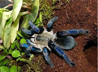 金属蓝属于洞穴栖蜘蛛,性情也十分凶恶,家庭饲养应特别小心