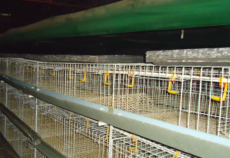 如何预防鸭瘟的情况发生,做好鸭舍的消毒工作是关键