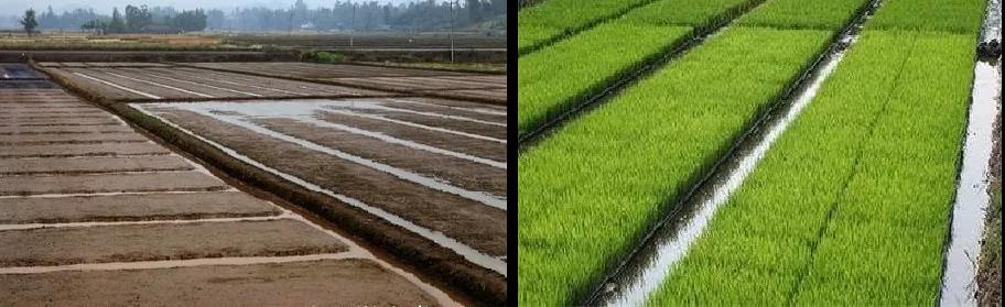 常规湿润育秧秧板宽150cm左右,沟宽20cm,深20cm,干耕干做,秧板达到"平