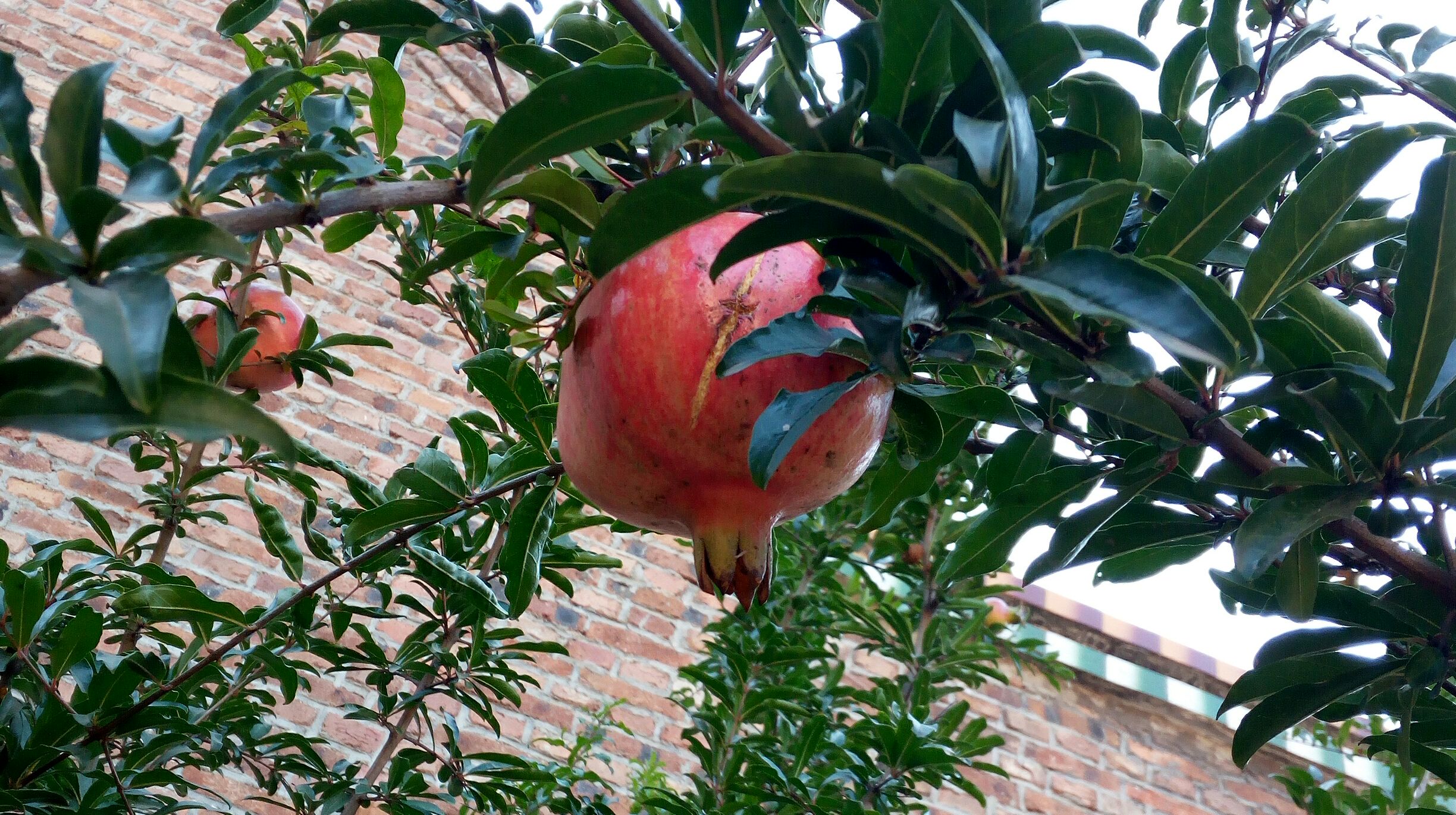 长在树上的红石榴