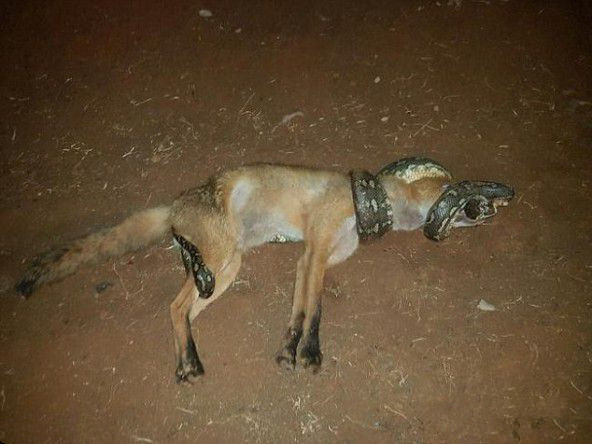 男子海岸边发现狐狸和蟒蛇厮杀 结局让人大吃一惊