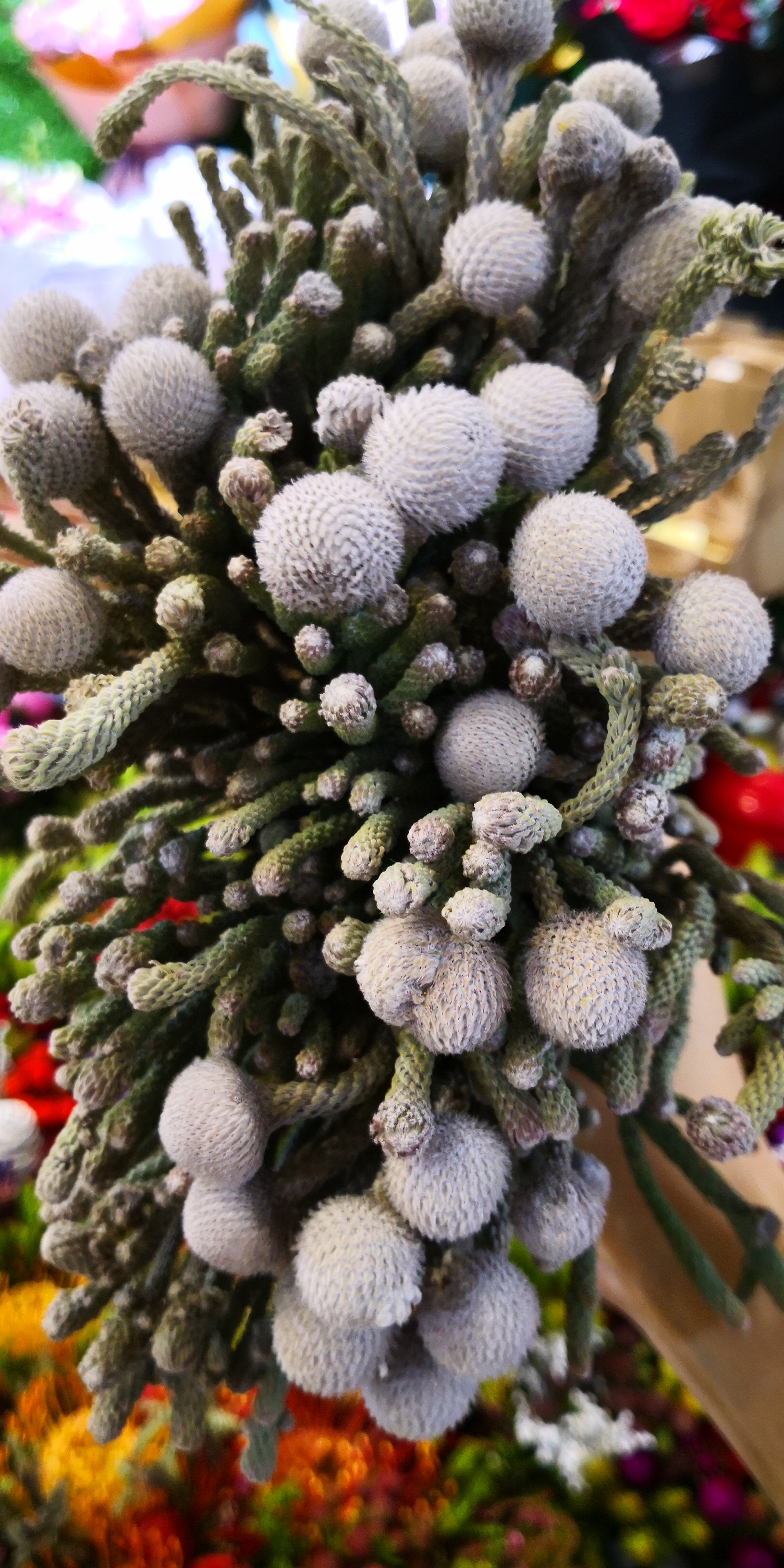 美炸了_南非进口花材