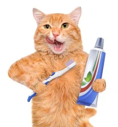 猫咪牙痛也要命!这样帮喵主子刷牙,不会被咬死