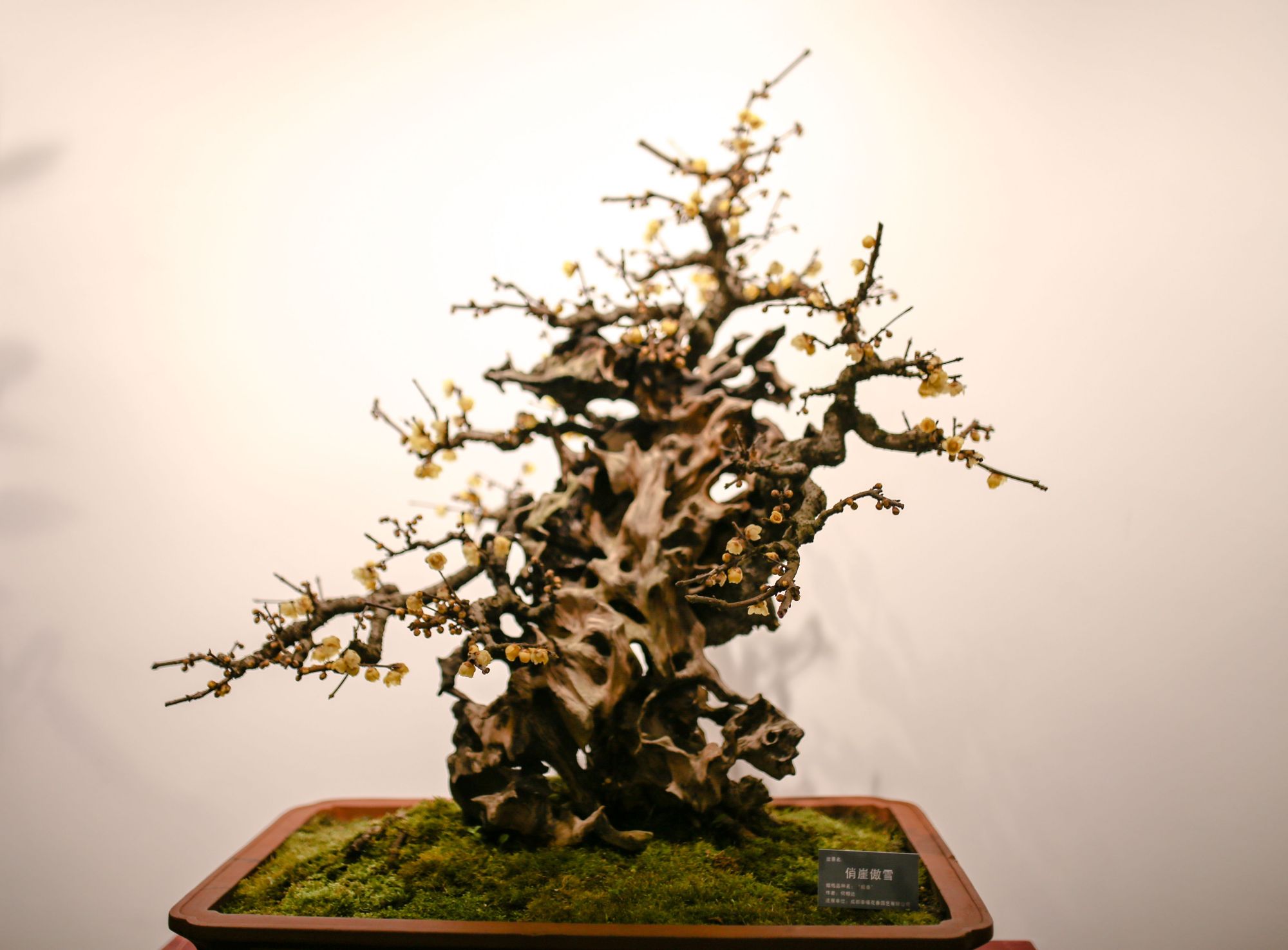 中科院植物所举办蜡梅主题展,三盆蜡梅树龄过百岁