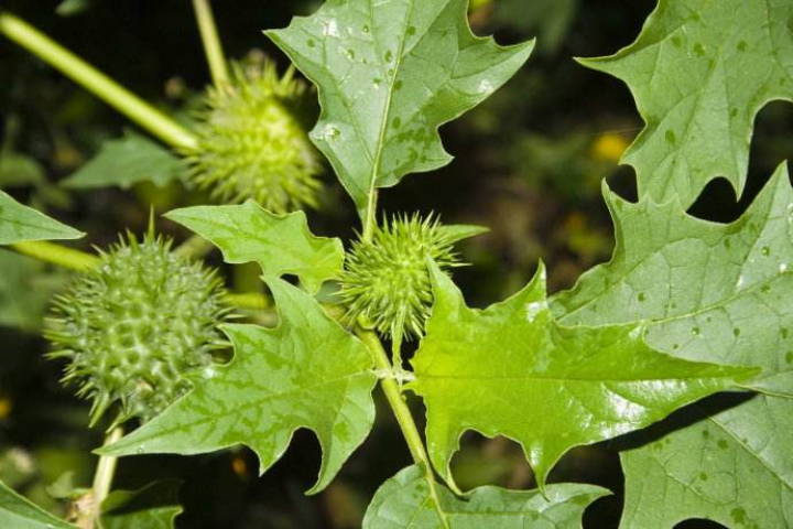 曼陀罗:它花状如喇叭,却是金庸著作《神雕侠侣》中提到的情花